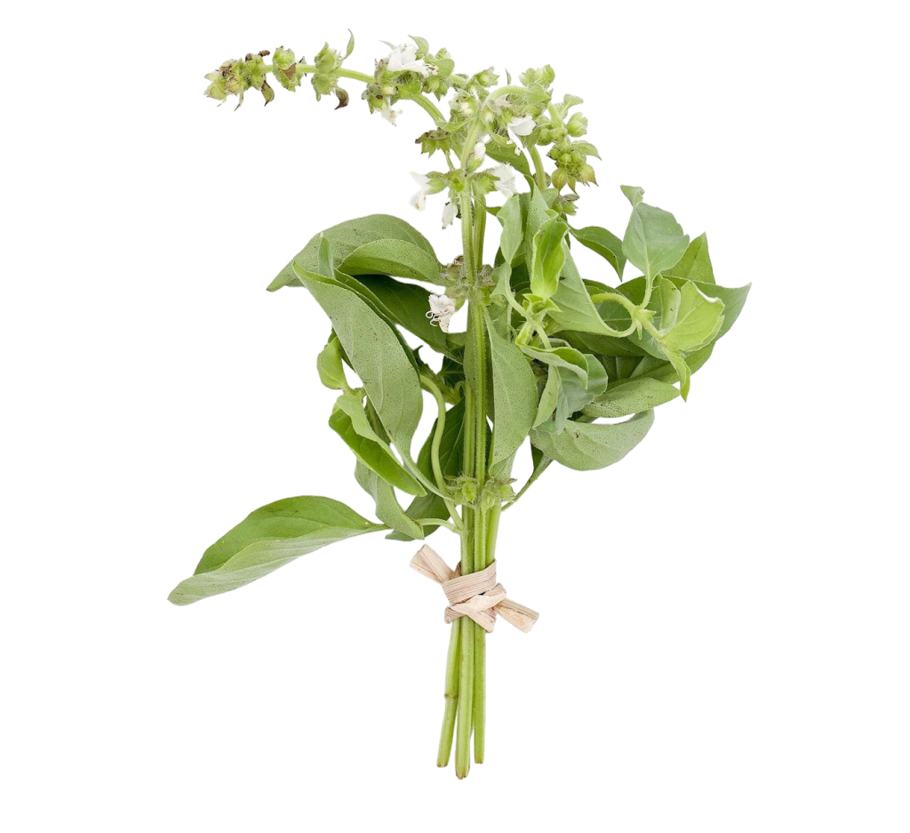 primer plano planta contra fondo blanco e1762186959909